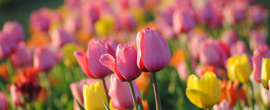 Tulip fields at Burnside Farms in Nokesville Virginia